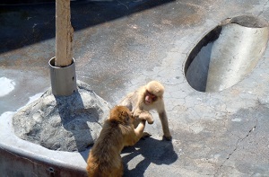 喧嘩をしている猿