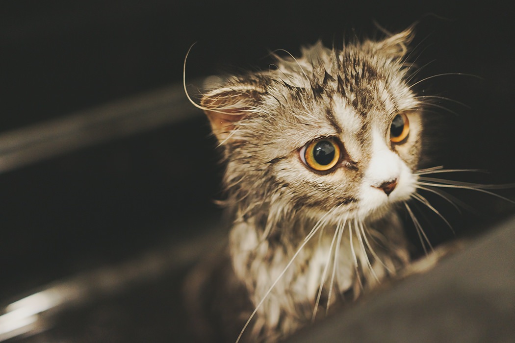 シャワーを浴びた猫